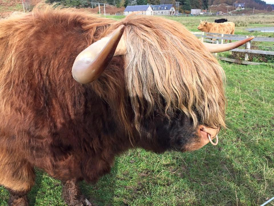 Balachladaich Loch Ness B&B Dores Zewnętrze zdjęcie